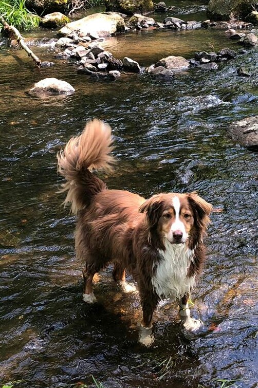 Bruno