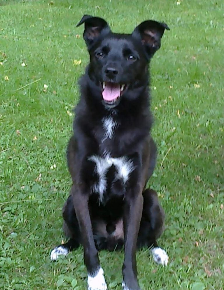 Pedro