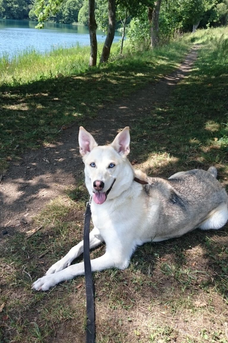 Suki