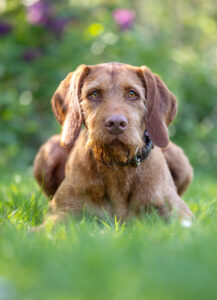 Magyar Vizsla Drathaar, Bo