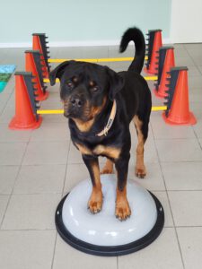 Kalle Rottweiler
