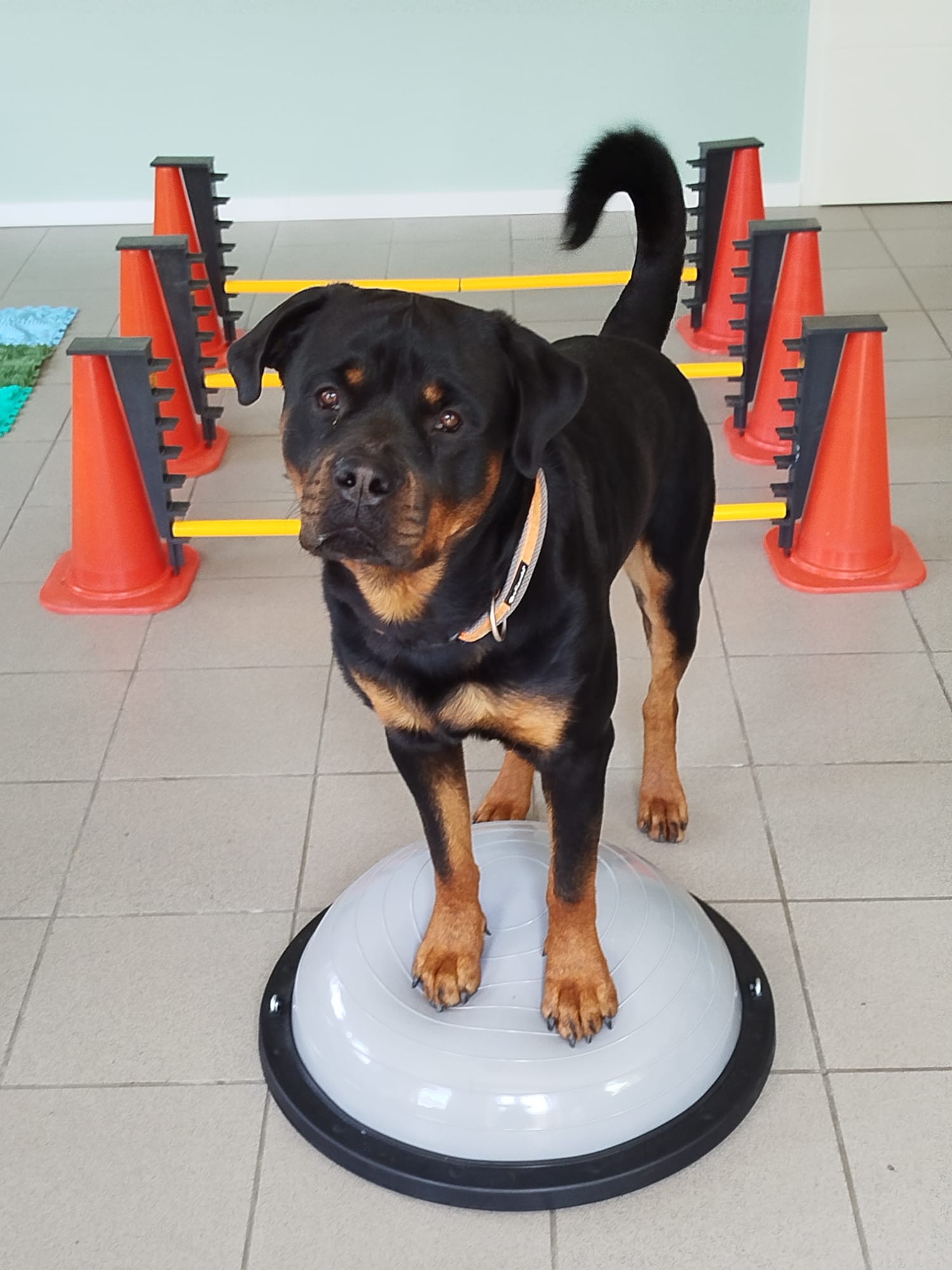 Kalle Rottweiler